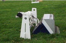 Jetta learns her Box Turn