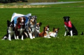 Rocky Mountain Flyball dogs at Stomp, Womp and Wag